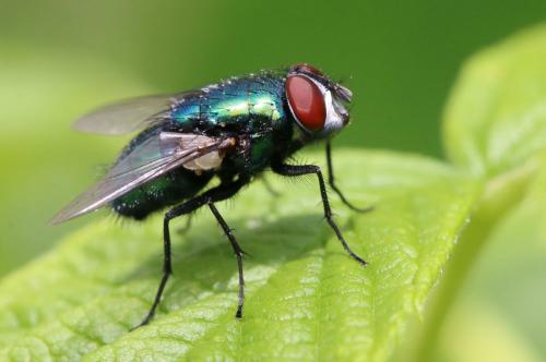 Réf. 206 913 : Lucilia sericata